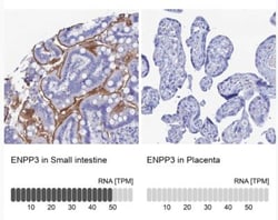 ENPP-3/CD203c Antibody, Novus Biologicals 0.1mL; Unlabeled:Antibodies,