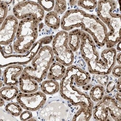 ENPP4 Antibody, Novus Biologicals:Antibodies:Primary Antibodies