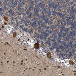 EOGT/AER61 Antibody, Novus Biologicals:Antibodies:Primary Antibodies