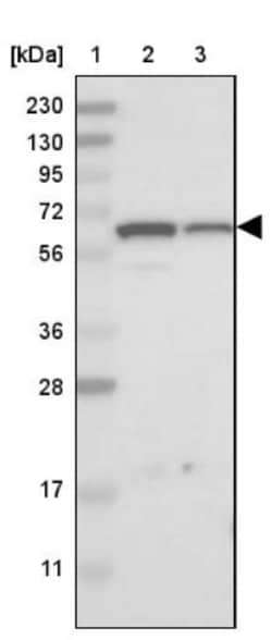 EOGT/AER61 Antibody, Novus Biologicals:Antibodies:Primary Antibodies