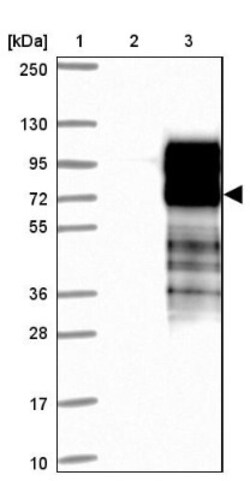 EPB41L5 Antibody, Novus Biologicals:Antibodies:Primary Antibodies