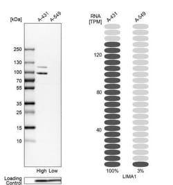 EPLIN Antibody, Novus Biologicals 25 &mu;L | Buy Online | Novus Biologicals | Fisher Scientific