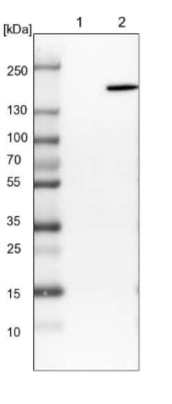 EPRS Antibody, Novus Biologicals 0.1mL; Unlabeled:Antibodies, Polyclonal