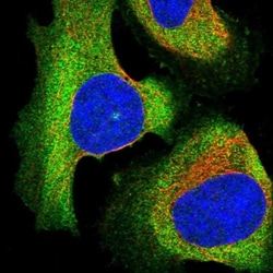 EPS8L2 Antibody, Novus Biologicals 0.1mL; Unlabeled:Antibodies, Polyclonal