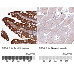 EPS8L2 Antibody, Novus Biologicals 0.1mL; Unlabeled:Antibodies, Polyclonal