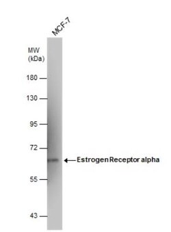 ER alpha/NR3A1 Antibody (1F3), Novus Biologicals 0.1mg; Unlabeled:Antibodies,