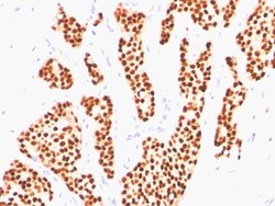 ER alpha/NR3A1 Antibody (ER505), Novus Biologicals 0.2mg; Unlabeled:Antibodies,