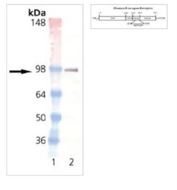 ER alpha/NR3A1 Antibody (h-151), Novus Biologicals 0.025 mg; Unconjugated:Antibodies,
