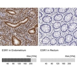 ER alpha/NR3A1 Antibody, Novus Biologicals:Antibodies:Primary Antibodies