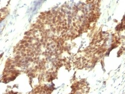 ER beta/NR3A2 Antibody (ESR2/686), Novus Biologicals 0.2mg; Unlabeled:Antibodies,