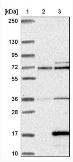 ERAF Antibody, Novus Biologicals:Antibodies:Primary Antibodies