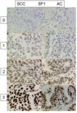 ERCC1 Antibody (8F1) - BSA Free, Novus Biologicals 0.025mL; Unlabeled:Antibodies,