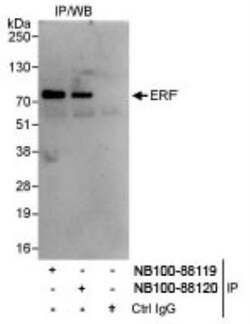 ERF Antibody, Novus Biologicals 0.1mL; Unlabeled:Antibodies, Polyclonal