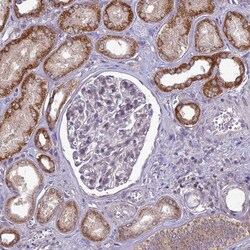 ERG28 Antibody, Novus Biologicals 25 &mu;L; Unlabeled:Antibodies, Polyclonal