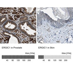 ERGIC1 Antibody, Novus Biologicals 0.1mL; Unlabeled:Antibodies, Polyclonal