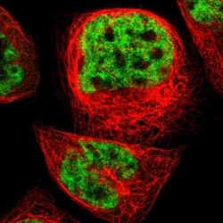 ERH Antibody, Novus Biologicals 25 &mu;L; Unlabeled:Antibodies, Polyclonal