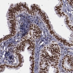 ERH Antibody, Novus Biologicals 25 &mu;L; Unlabeled:Antibodies, Polyclonal