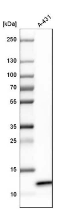 ERH Antibody, Novus Biologicals 25 &mu;L; Unlabeled:Antibodies, Polyclonal