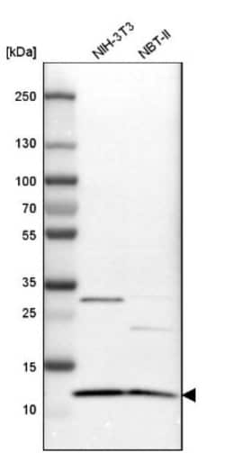 ERH Antibody, Novus Biologicals 25 &mu;L; Unlabeled:Antibodies, Polyclonal