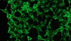 ERK1/2 Antibody (B20-U), Novus Biologicals 0.1mL; Unlabeled:Antibodies,