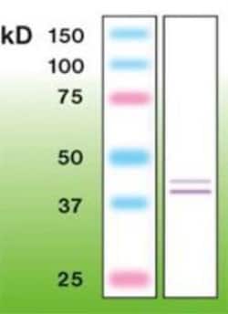 ERK1/2 Antibody (B20-U), Novus Biologicals 0.1mL; Unlabeled:Antibodies,