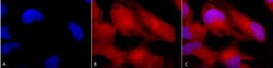 ERK1/2 Antibody, Novus Biologicals 0.1mL; Unlabeled:Antibodies, Polyclonal