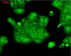 ERK1/2 Antibody, Novus Biologicals 0.1mL; Unlabeled:Antibodies, Polyclonal