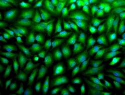 ERK1/2 Antibody, Novus Biologicals 0.025mL; Unlabeled:Antibodies, Polyclonal