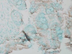 ERK1/2 Antibody, Novus Biologicals 0.1mL; Unlabeled:Antibodies, Polyclonal