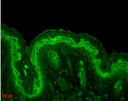 ERK1/2 Antibody, Novus Biologicals 0.1mL; Unlabeled:Antibodies, Polyclonal