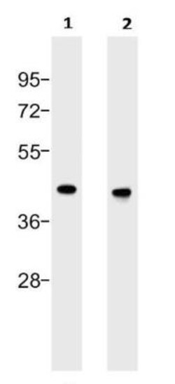 ERK1 Antibody (1E5), Novus Biologicals 0.1mL; Unlabeled:Antibodies, Monoclonal