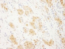 ERK2 Antibody, Novus Biologicals 0.1mL; Unlabeled:Antibodies, Polyclonal
