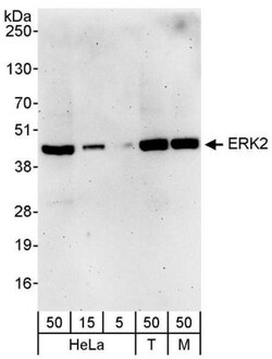 ERK2 Antibody, Novus Biologicals 0.1mL; Unlabeled:Antibodies, Polyclonal