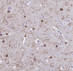 ERMN Antibody, Novus Biologicals:Antibodies:Primary Antibodies