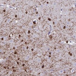 ERMN Antibody, Novus Biologicals 25 &mu;L; Unlabeled:Antibodies, Polyclonal
