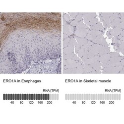 ERO1L Antibody, Novus Biologicals 25ul | Buy Online | Novus Biologicals | Fisher Scientific