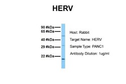 ERVFRD-1 Antibody, Novus Biologicals 0.05mg; Unlabeled:Antibodies, Polyclonal