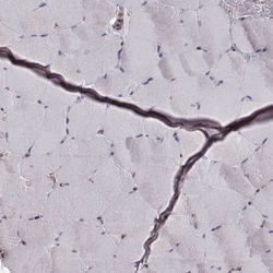 ERp57/PDIA3 Antibody (CL2444), Novus Biologicals 0.1mL; Unlabeled:Antibodies,