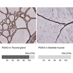 ERp57/PDIA3 Antibody (CL2444), Novus Biologicals 0.1mL; Unlabeled:Antibodies,