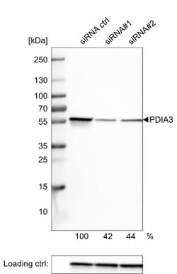 ERp57/PDIA3 Antibody (CL2444), Novus Biologicals 0.1mL; Unlabeled:Antibodies,