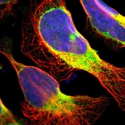 ERp57/PDIA3 Antibody, Novus Biologicals:Antibodies:Primary Antibodies