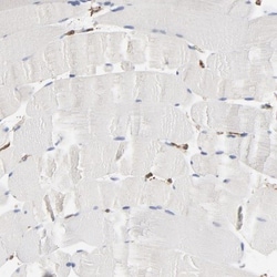 ERp57/PDIA3 Antibody, Novus Biologicals:Antibodies:Primary Antibodies