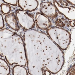 ERp57/PDIA3 Antibody, Novus Biologicals 0.1mL; Unlabeled:Antibodies, Polyclonal