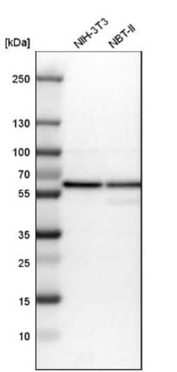ERp57/PDIA3 Antibody, Novus Biologicals:Antibodies:Primary Antibodies