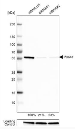 ERp57/PDIA3 Antibody, Novus Biologicals:Antibodies:Primary Antibodies
