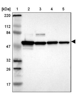 ERp57/PDIA3 Antibody, Novus Biologicals 0.1mL; Unlabeled:Antibodies, Polyclonal