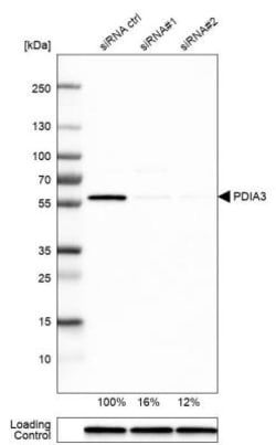 ERp57/PDIA3 Antibody, Novus Biologicals 0.1mL; Unlabeled:Antibodies, Polyclonal