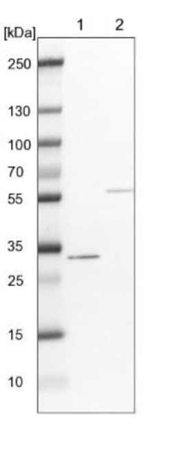 ESD Antibody, Novus Biologicals 0.1mL; Unlabeled:Antibodies, Polyclonal