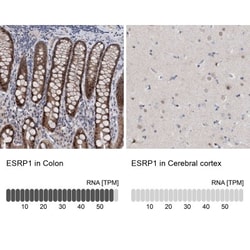ESRP1 Antibody, Novus Biologicals 0.1mL; Unlabeled:Antibodies, Polyclonal