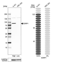 ESRP1 Antibody, Novus Biologicals 0.1mL; Unlabeled:Antibodies, Polyclonal
